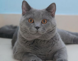 短毛猫,温顺优雅的宠物伴侣全解析