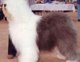 大型犬种类,品种多样，性格各异